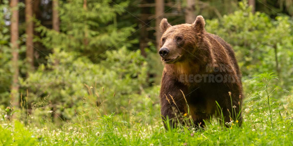 Recinto elettrico per orsi