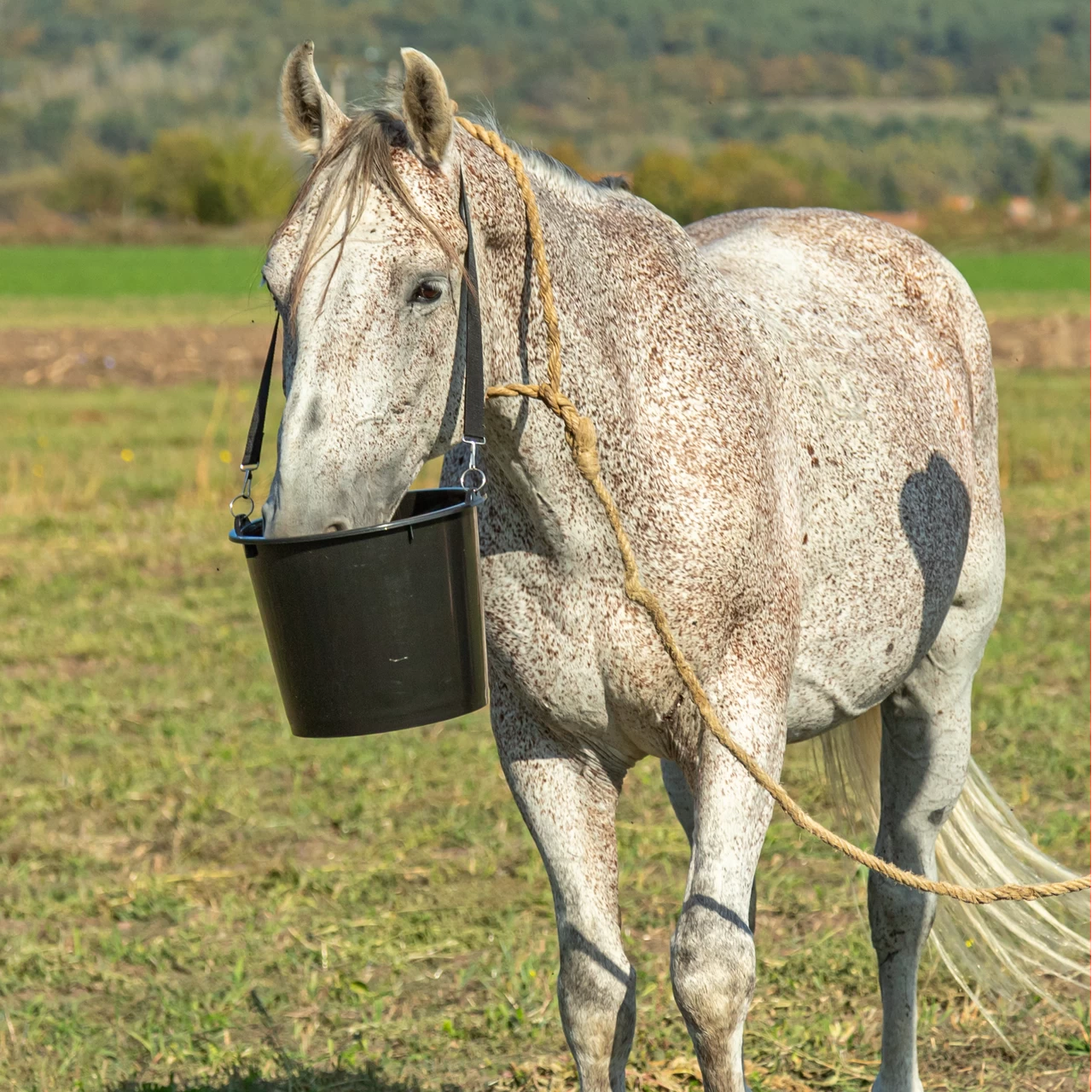 Gancio In Metallo Per Secchio Da Stalla – Porta Secchio Per Alimentazione Cavalli, Resistente, Con 2 Viti, Per Fienile E Porte