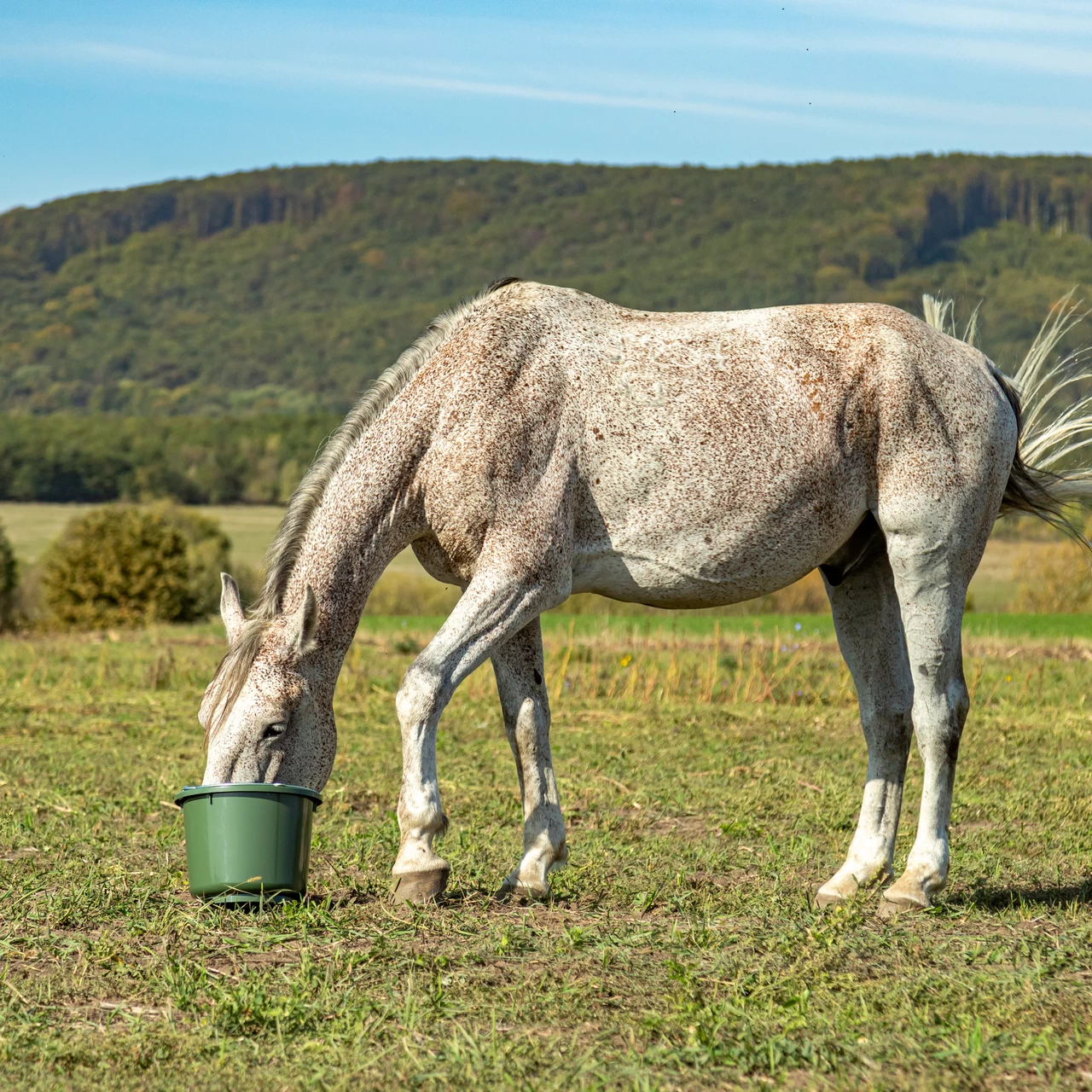 Secchio di stalla e alimentazione, verde, 12 litri