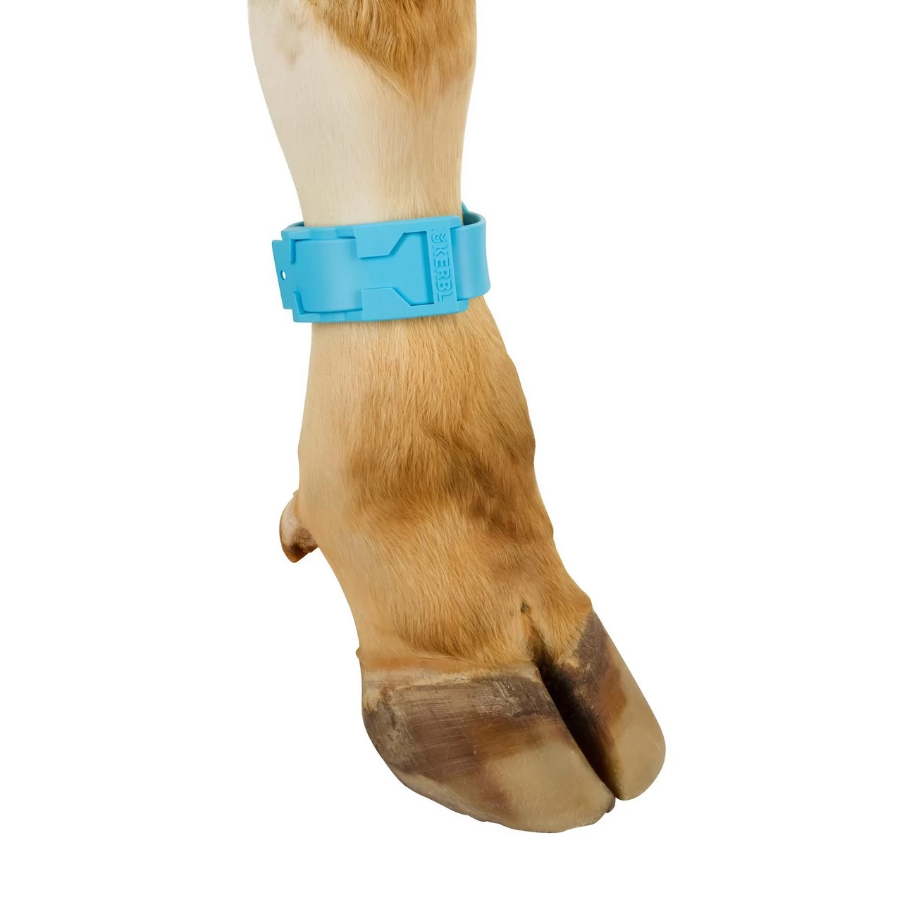 Bracciale a marchio per mucca, plastica, azzurro