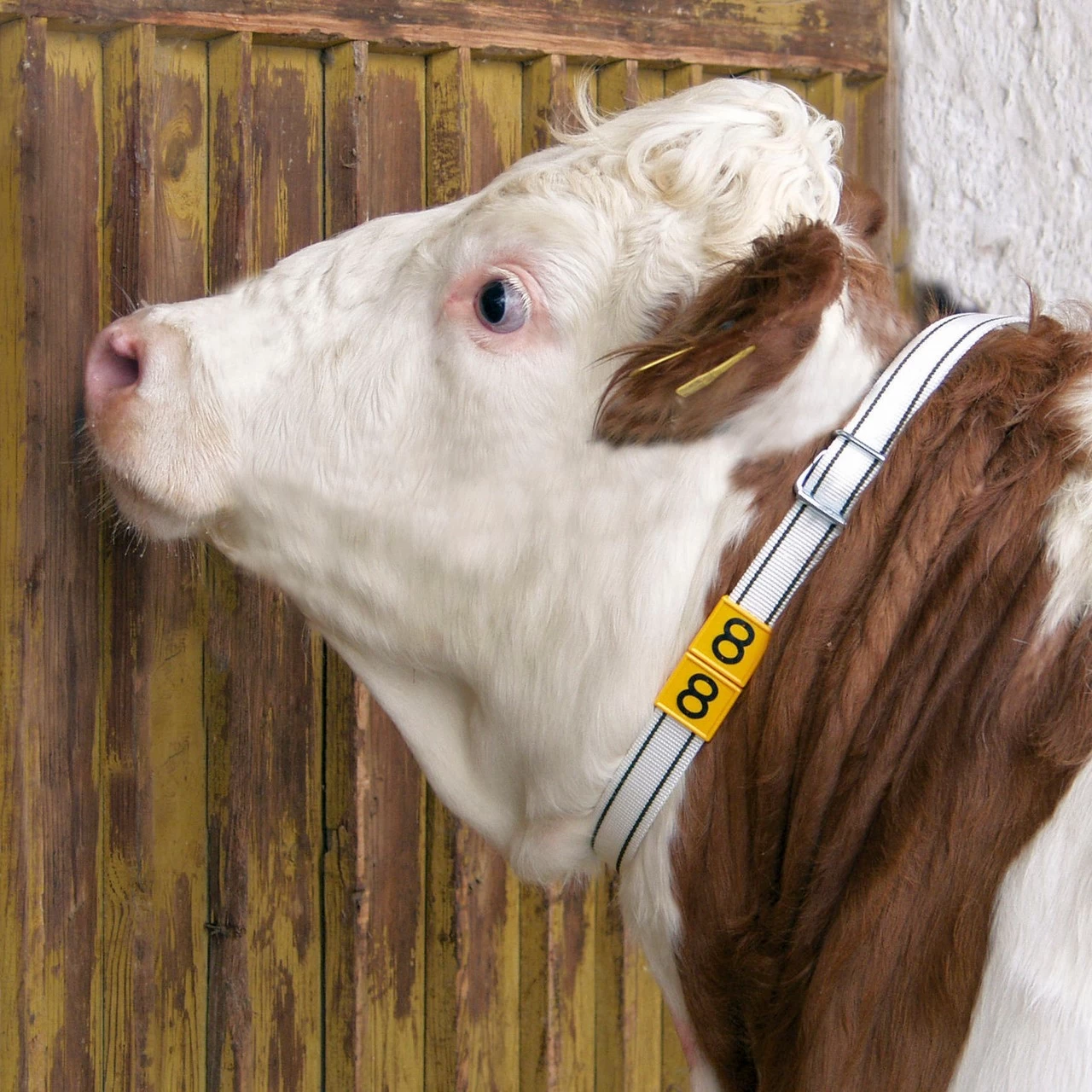Collare per mucca, 130 × 4 cm