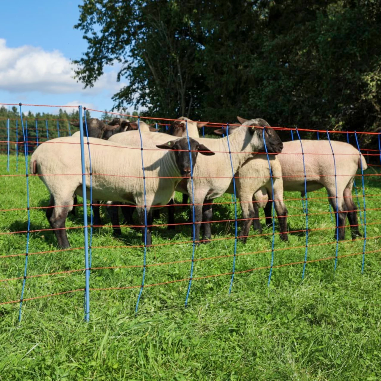 Rete per recinto elettrico, TitanNet Premium, 50 m × 90 cm