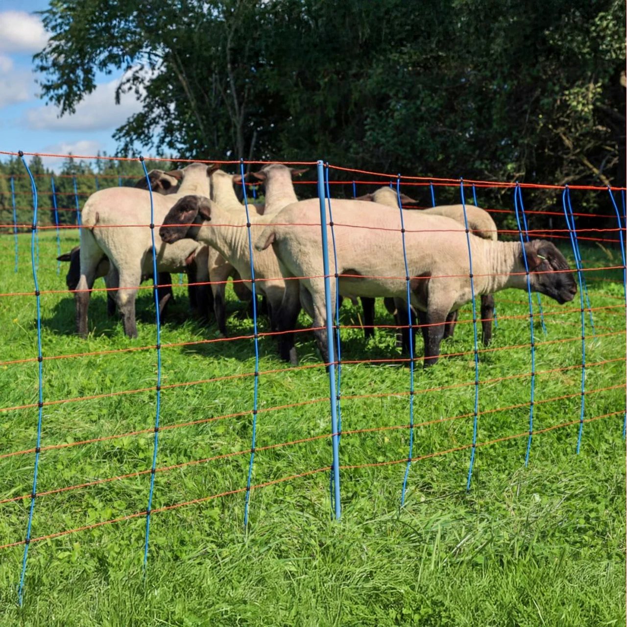 Rete per recinto elettrico, TitanNet Premium, 50 m × 90 cm