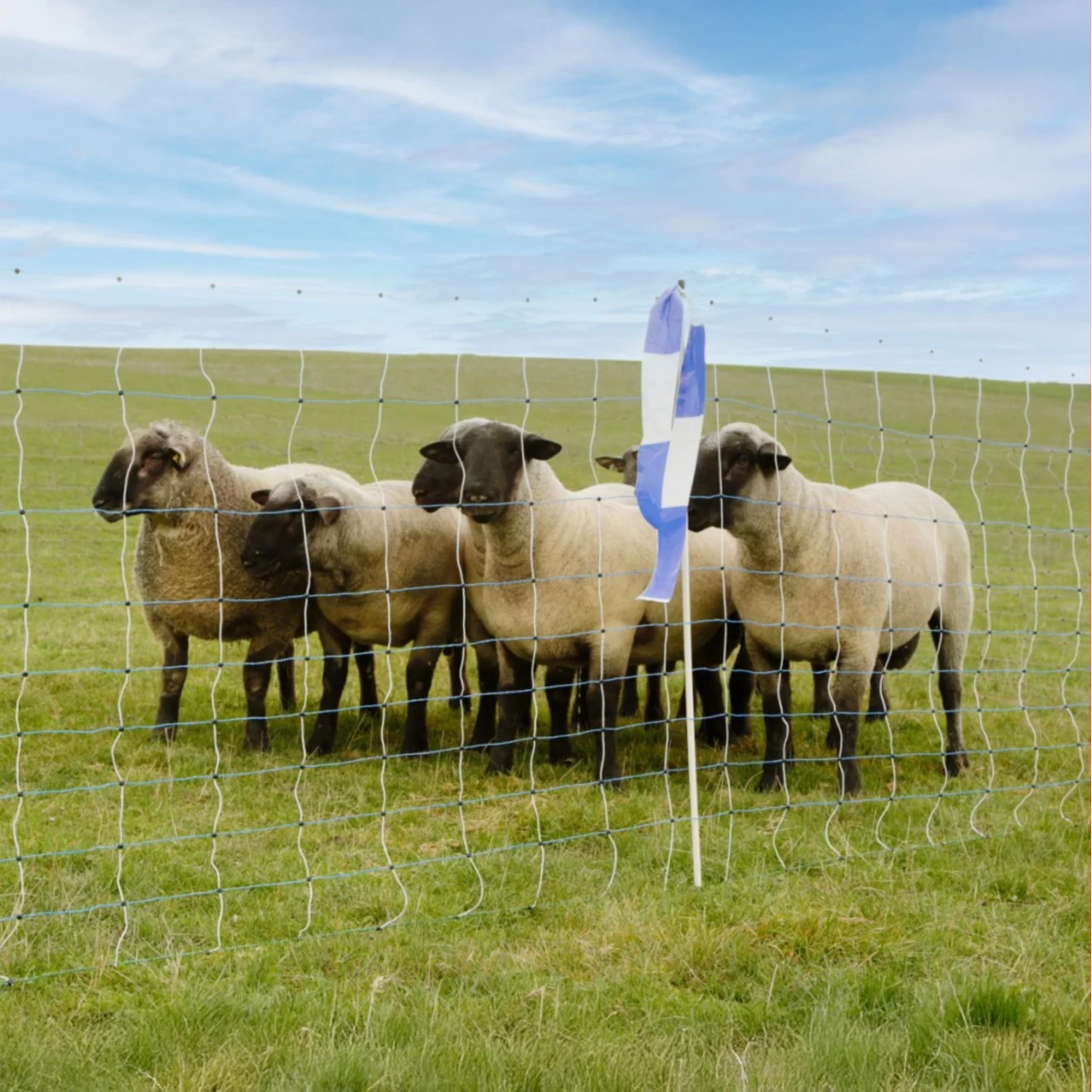 Rete per recinto elettrico, OviNet Maxi, 50 m × 122 cm