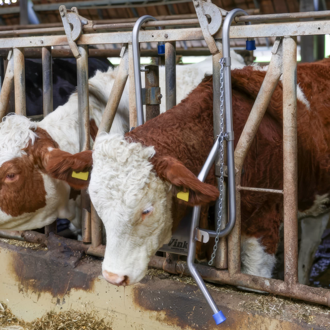 Supporto regolabile per la testa dei bovini, per le cure