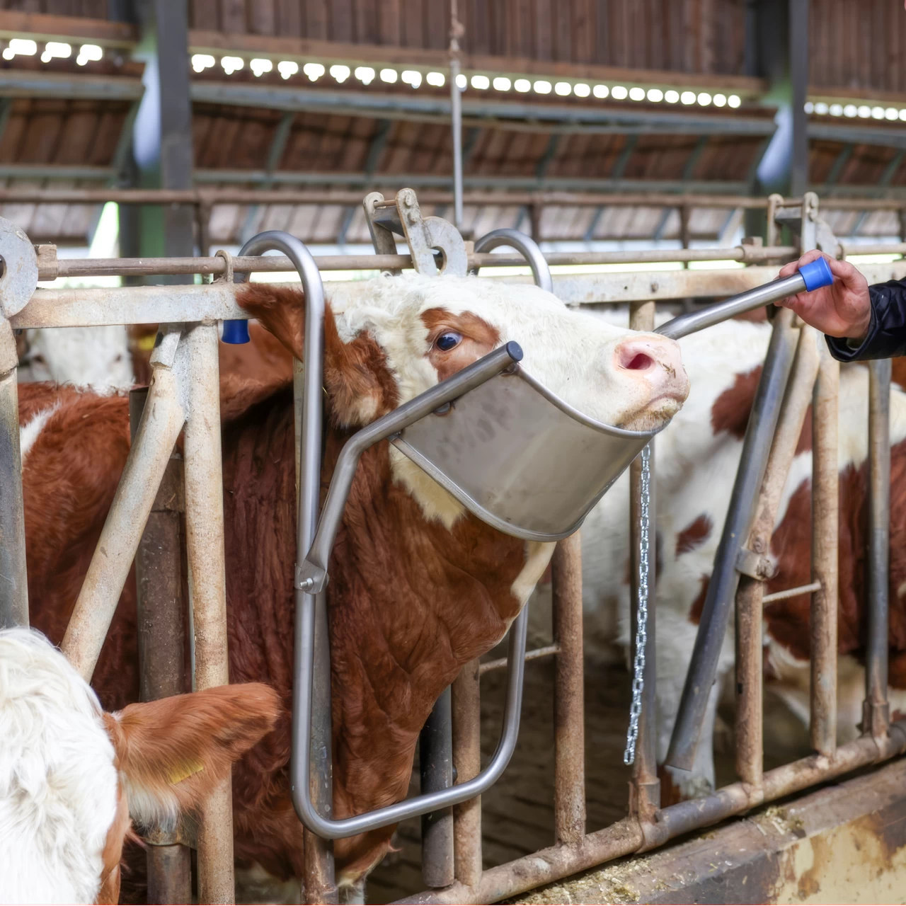 Supporto regolabile per la testa dei bovini, per le cure