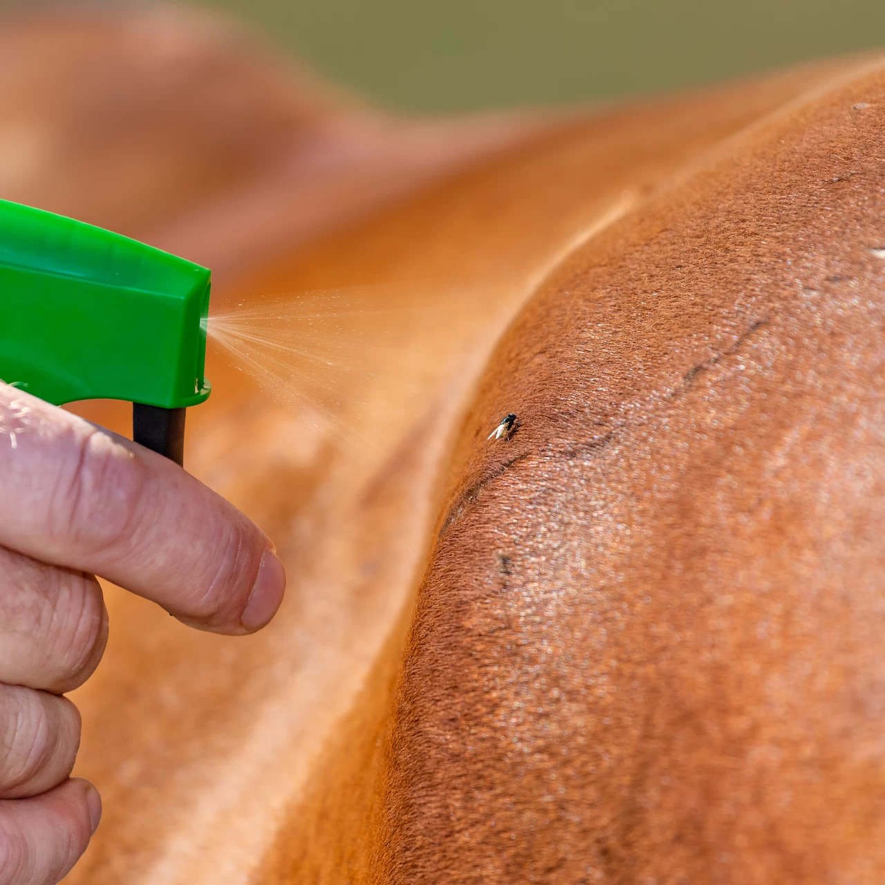 Spray contro le mosche, CIT MuscaBlock, 1 litro