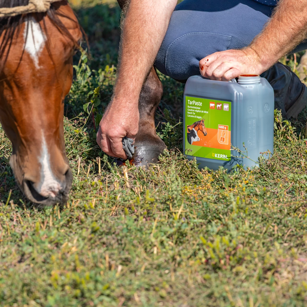 Pasta di catrame di faggio, TarPaste, 5 kg