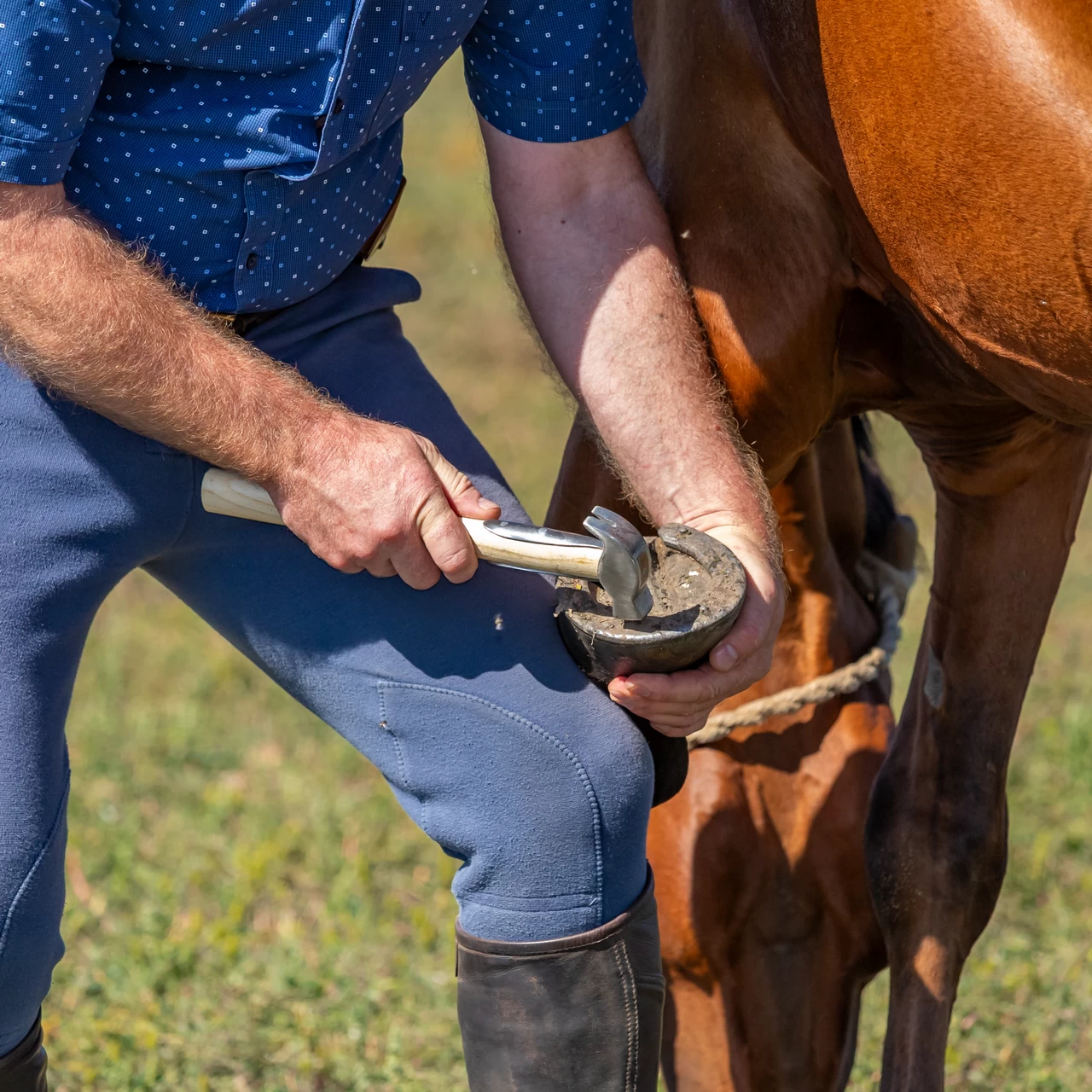 Martello da maniscalco con manico in legno temprato, 33 cm