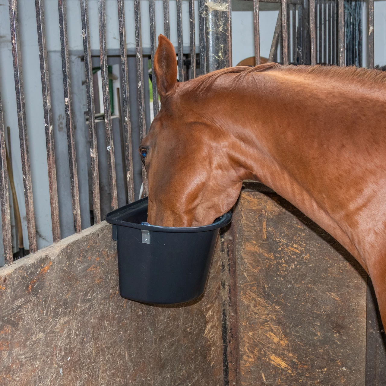 Secchio per mangime per cavalli con staffa per fissaggio e maniglia, nero, 12 litri