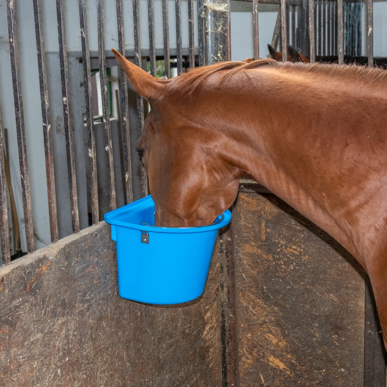 Secchio per mangime per cavalli con staffa per fissaggio e maniglia, blu, 12 litri