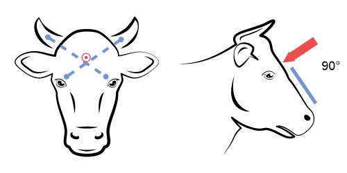 Posizionamento corretto della pistola stordente nei bovini