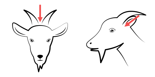 Posizionamento corretto della pistola stordente nei caprini