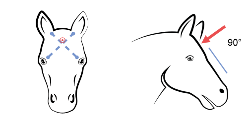 Posizionamento corretto della pistola stordente nei cavalli