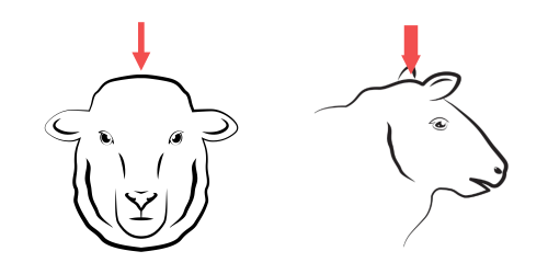 Posizionamento corretto della pistola stordente negli ovini