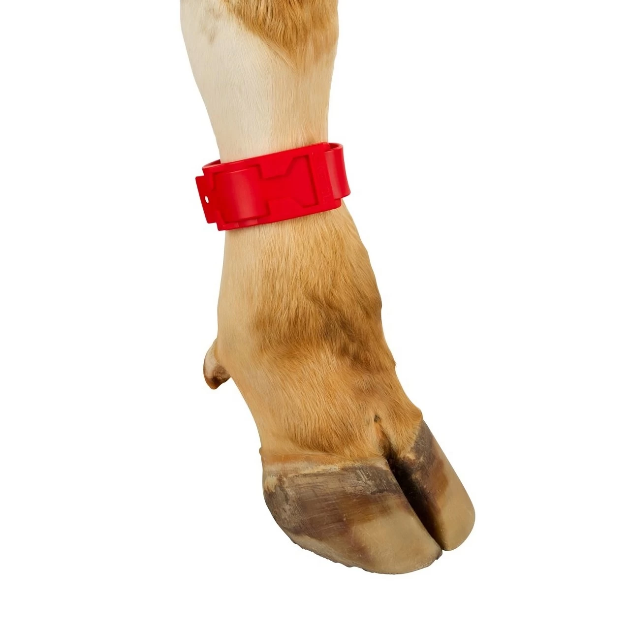 Bracciale a marchio per mucca, plastica, rosso