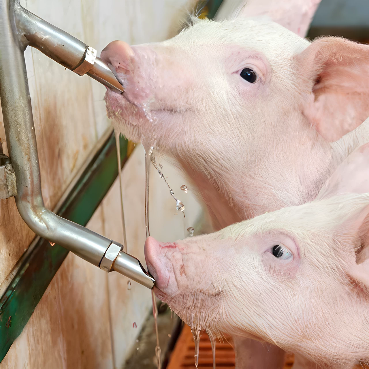 Ciuccio con filettatura da 1/2" per maialini, con nipplo da 3/8"