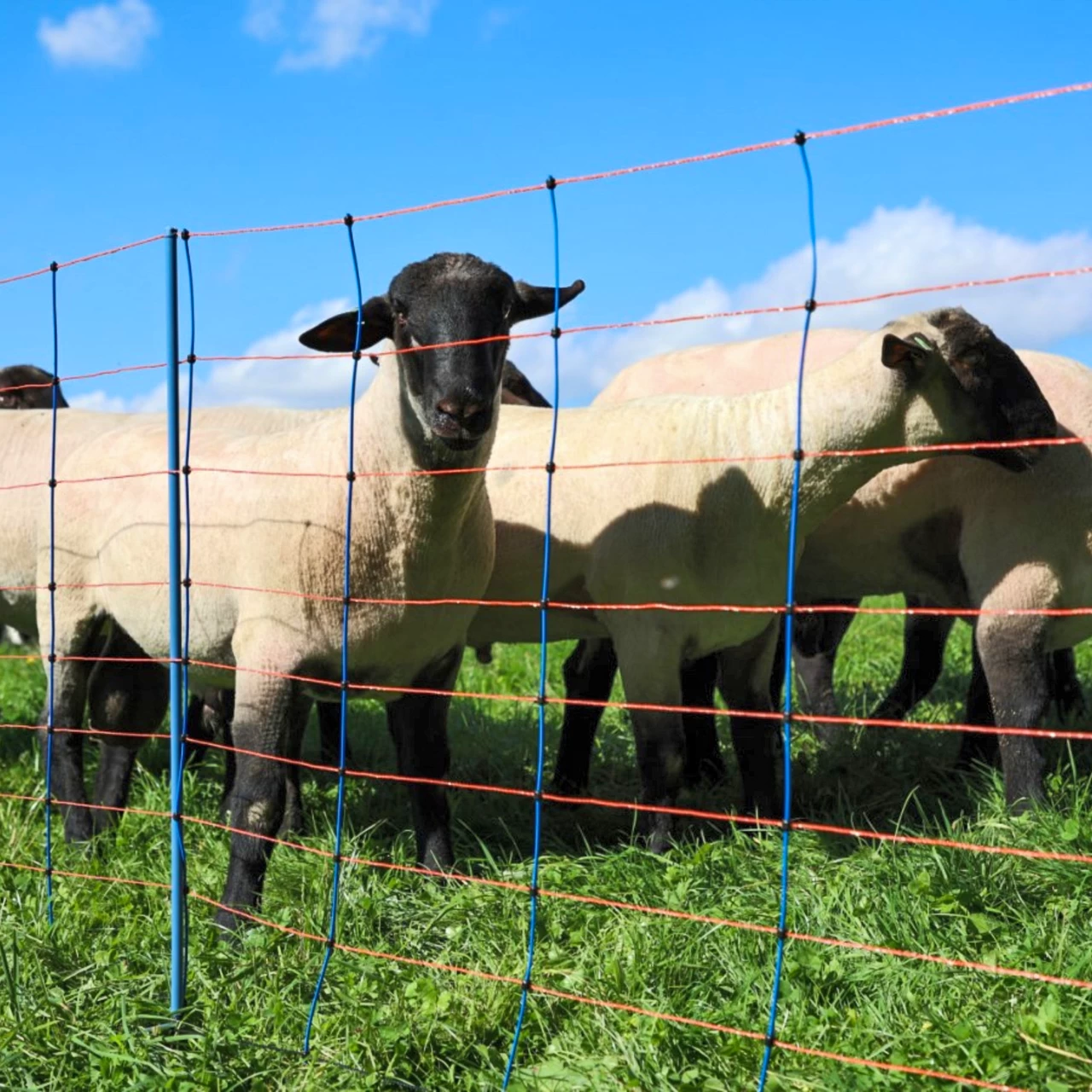 Rete per recinto elettrico, TitanNet Premium, 50 m × 90 cm