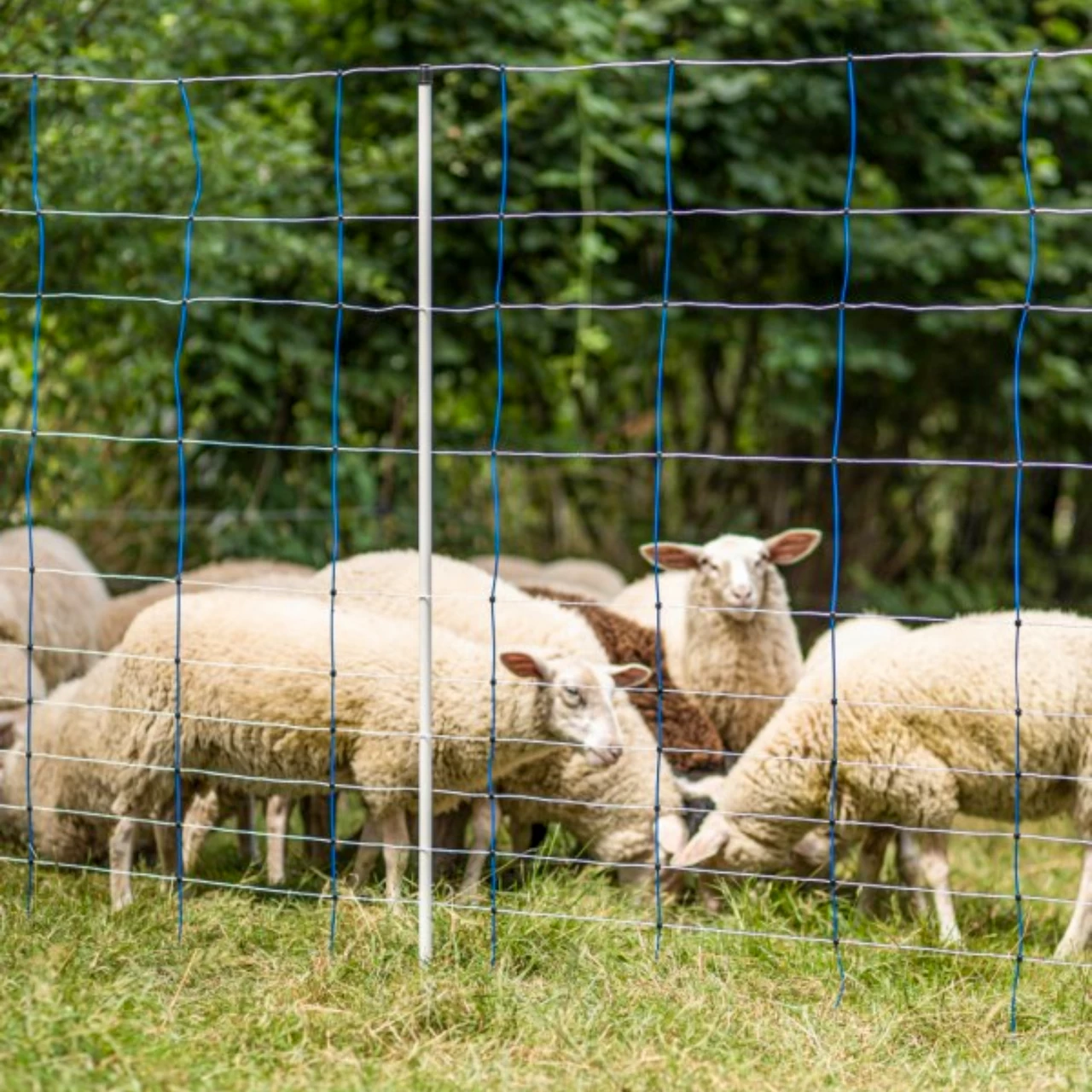 Rete per recinto elettrico, TitanNet, 50 m × 145 cm