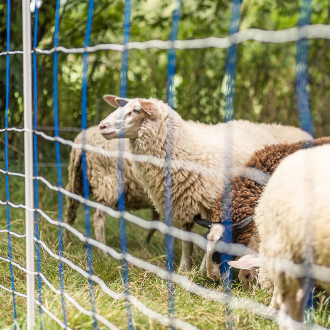 Rete per recinto elettrico, TitanNet, 50 m × 145 cm