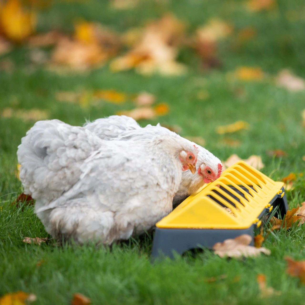Mangiatoia per polli, plastica antracite-giallo, 50 cm