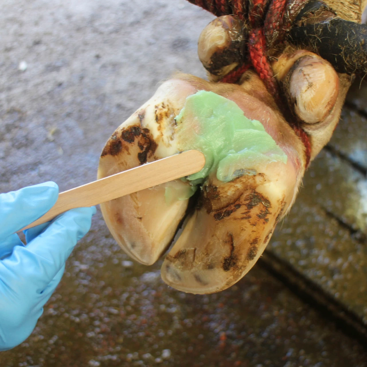 Pasta Podoseptan per zoccoli, 450 ml