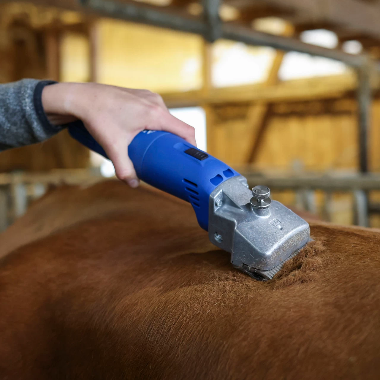 Tosatrice per bovini e cavalli, Aesculap Econom II, 230 V