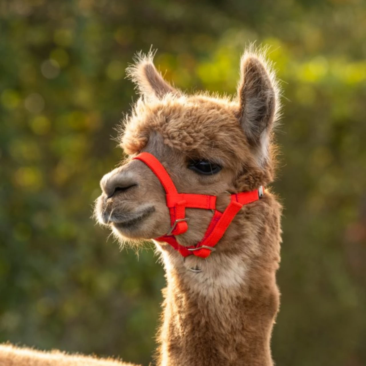 Briglia per alpaca