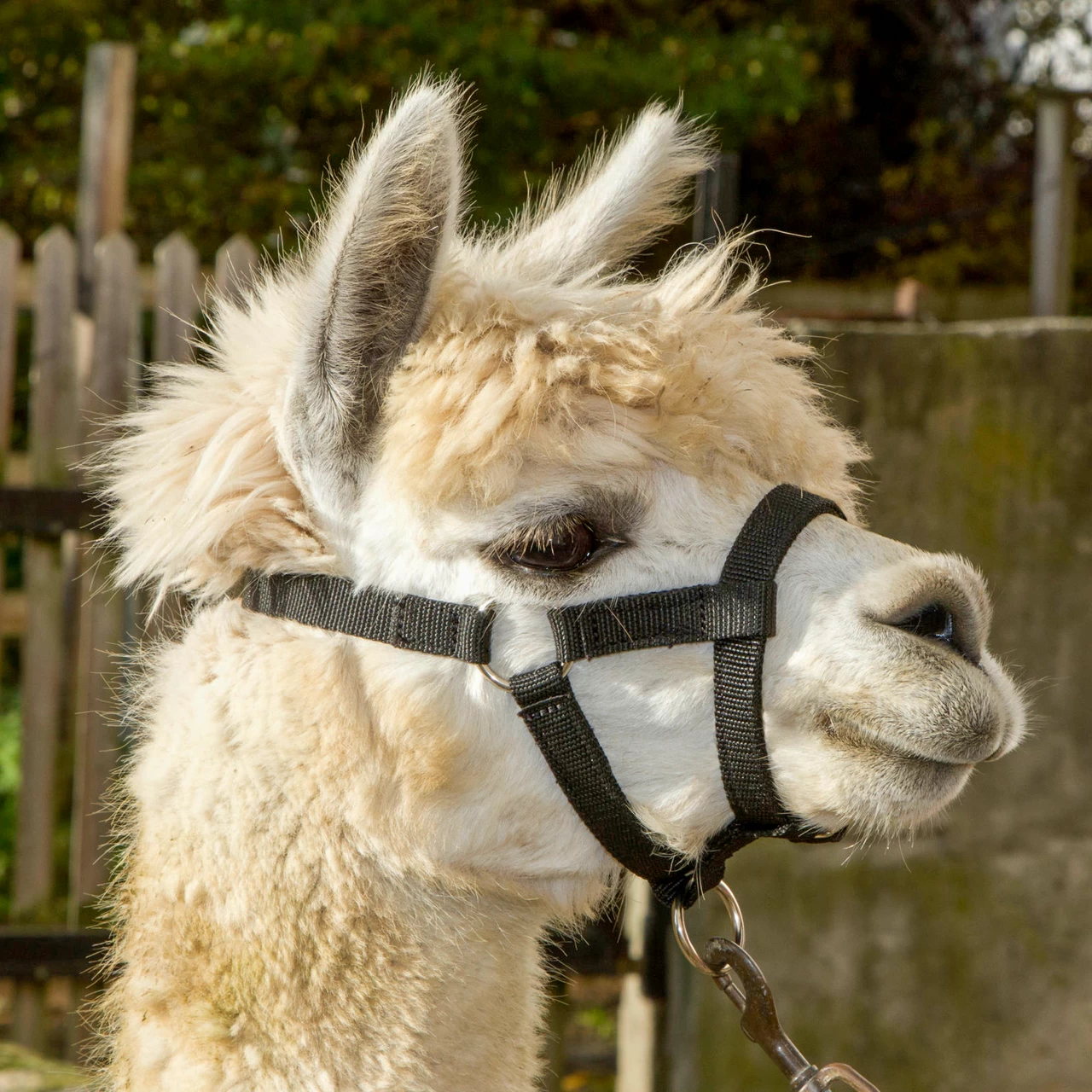 Briglia per alpaca, nero