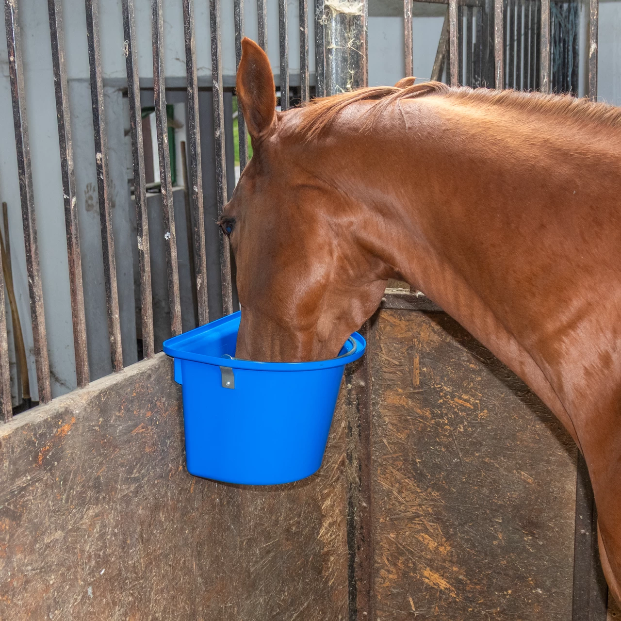 Secchio per mangime per cavalli con staffa per fissaggio e maniglia, blu reale, 12 litri