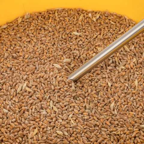 Sonda di temperatura per igrometro  dei cereali Draminski TwistGrain pro