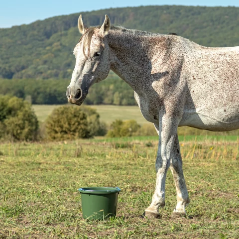 Secchio di stalla e alimentazione, 20 litri, verde