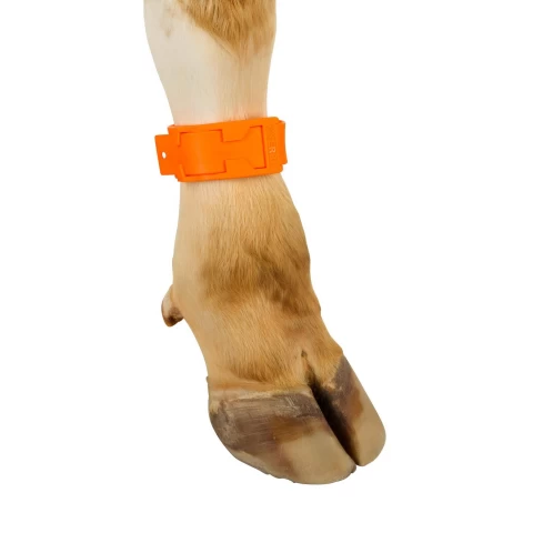 Bracciale a marchio per mucca, plastica, arancione