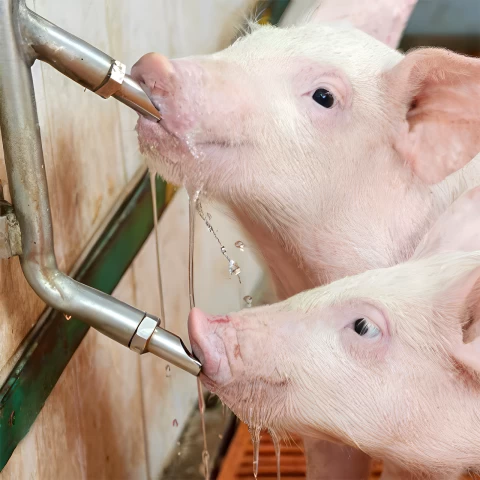 Ciuccio con filettatura da 1/2" per scrofe, con nipplo da 3/4"