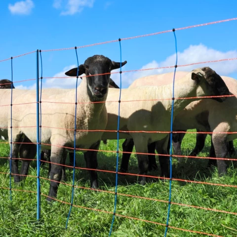 Rete per recinto elettrico, TitanNet Premium, 50 m × 90 cm