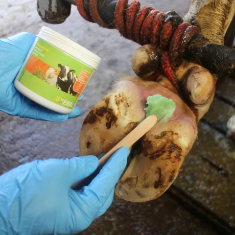 Pasta Podoseptan per zoccoli, 450 ml