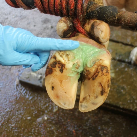 Pasta Podoseptan per zoccoli, 450 ml