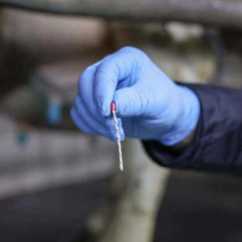 Sonda mammaria in lana per la dilatazione della mammella, 20 pz.