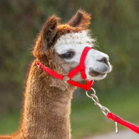 Briglia per alpaca, rosso