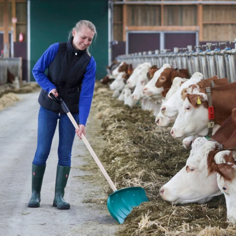 Pala per la movimentazione dei mangimi, senza manico, 65,5 × 27 cm