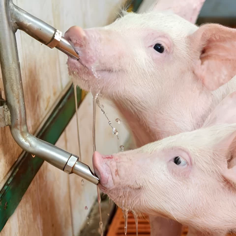 Ciuccio con filettatura da 1/2" per maiali, con nipplo da 1/2"