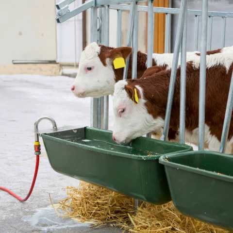 Valvola a galleggiante per abbeveratoi per bovini di 42 litri, 1/2"