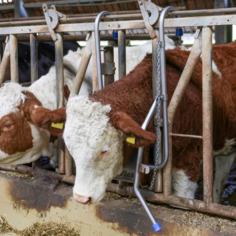 Supporto regolabile per la testa dei bovini, per le cure
