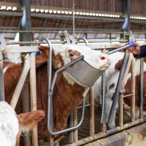 Supporto regolabile per la testa dei bovini, per le cure