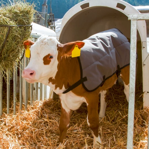 Coperta impermeabile per vitello, grigia, 80 × 70 cm