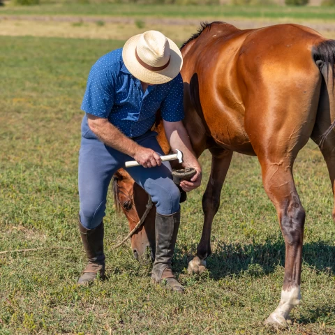 Martello da maniscalco con manico in legno temprato, 33 cm